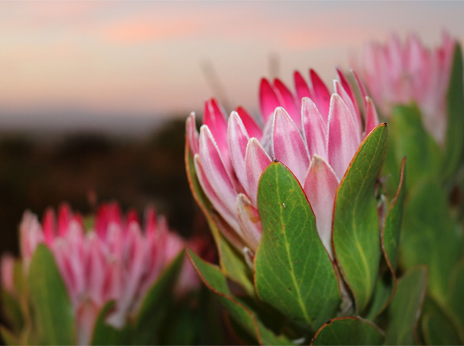 fynbos flower