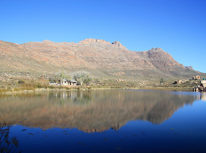 Planting endangered cedar trees in the Cederberg