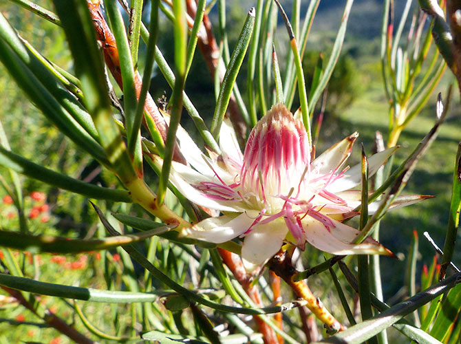 Fynbos - Notes from a Cape Town Botanist
