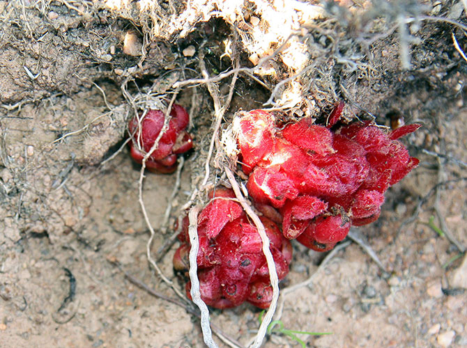 Feeding the wolves: Musings about Hyobanche sanguinea