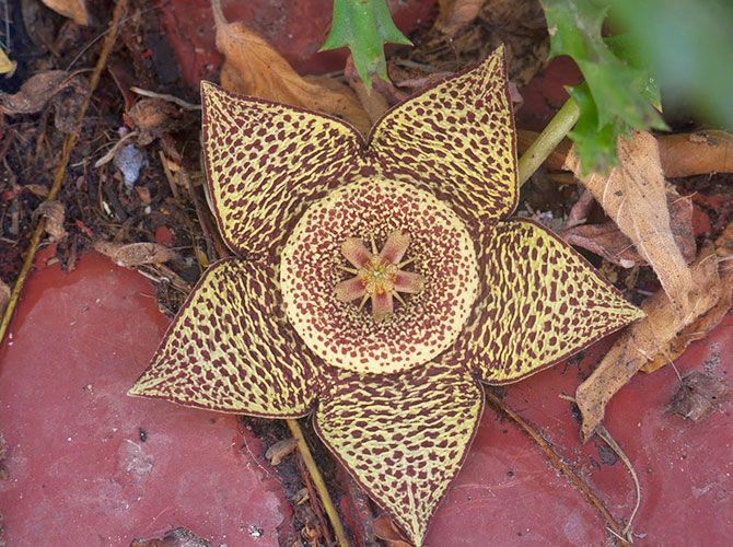 Orbea variegata