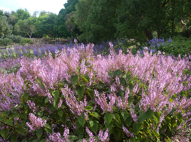spurflowers Spurflower