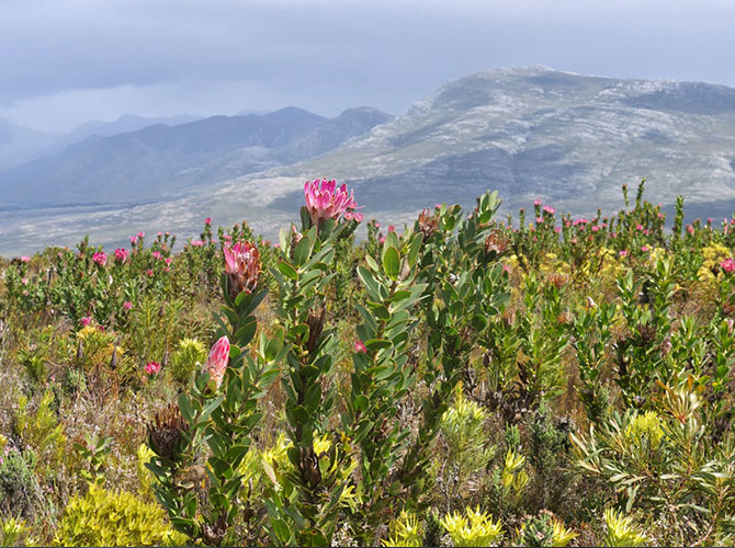 What is Fynbos?