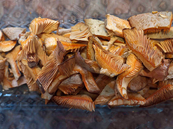 mushrooms mushrooming