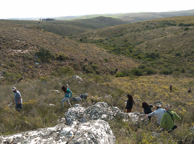 renosterveld renosterveld