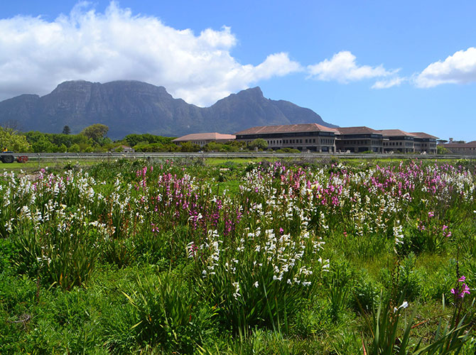 Kenilworth Racecourse: Refuge for a flora on the edge