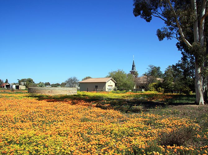 Nieuwoudtville: Bulb capital of the World