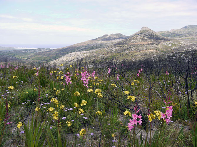 Out of the Ashes: Post fire in Table Mountain National Park