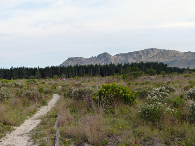 Pine trees and Protests: Challenges and successes of restoring Critically Endangered Cape Flats Sand Fynbos at Lower Tokai, Cape Town, South Africa