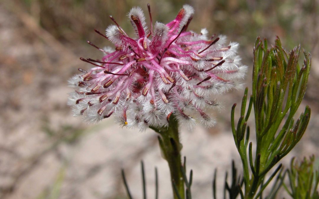 Bringing Serruria furcellata back from the brink of extinction on the Cape Flats