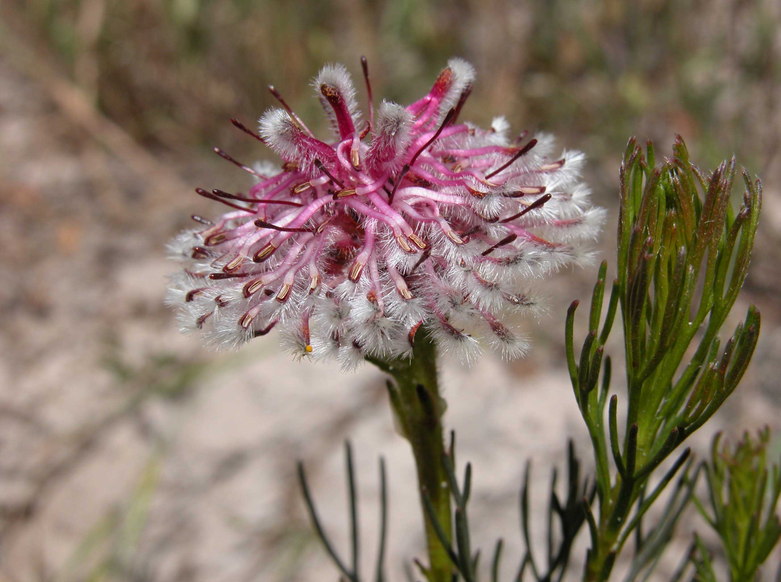 serruria-furcellata_web