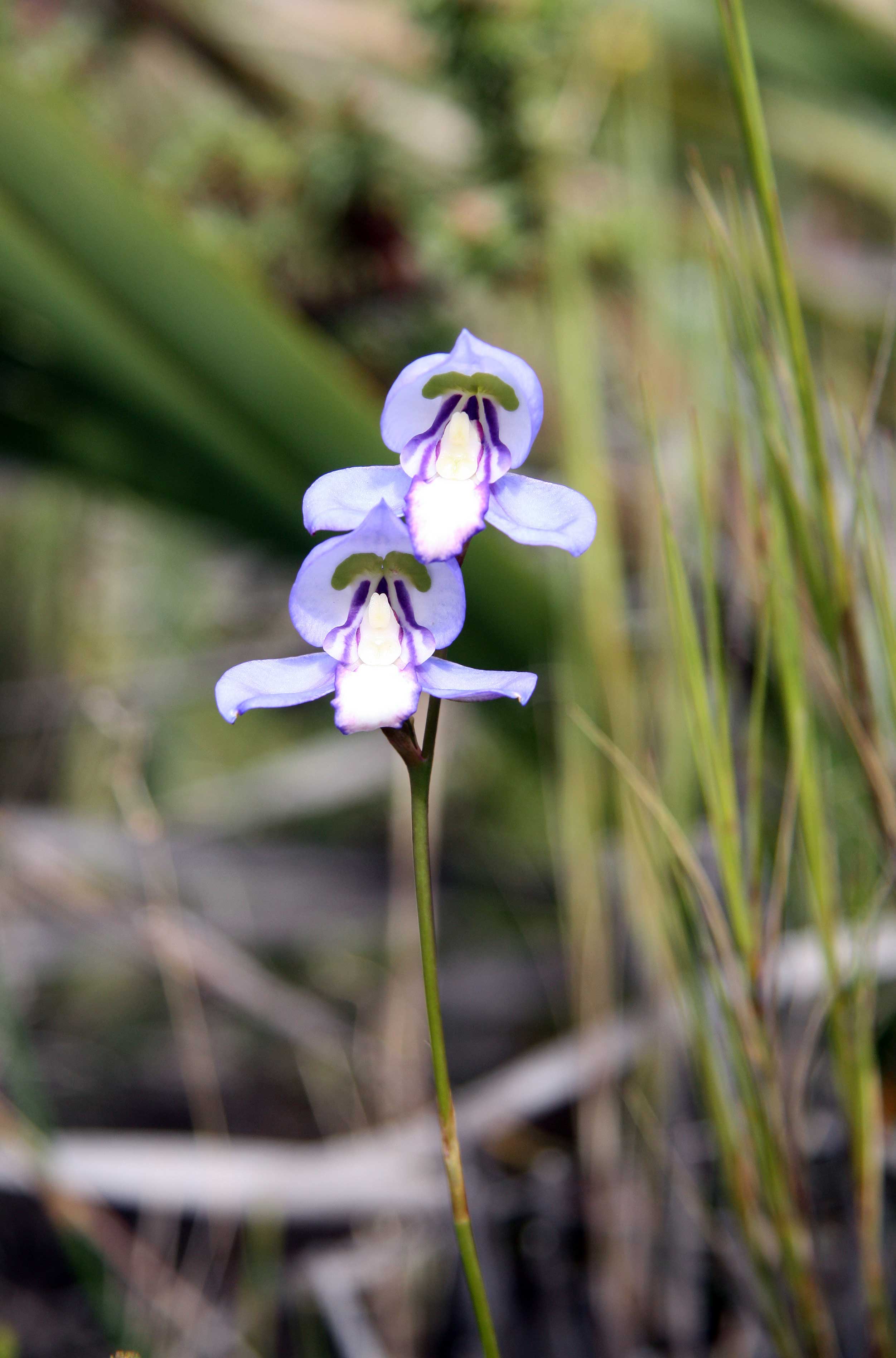 Disa-graminifolia