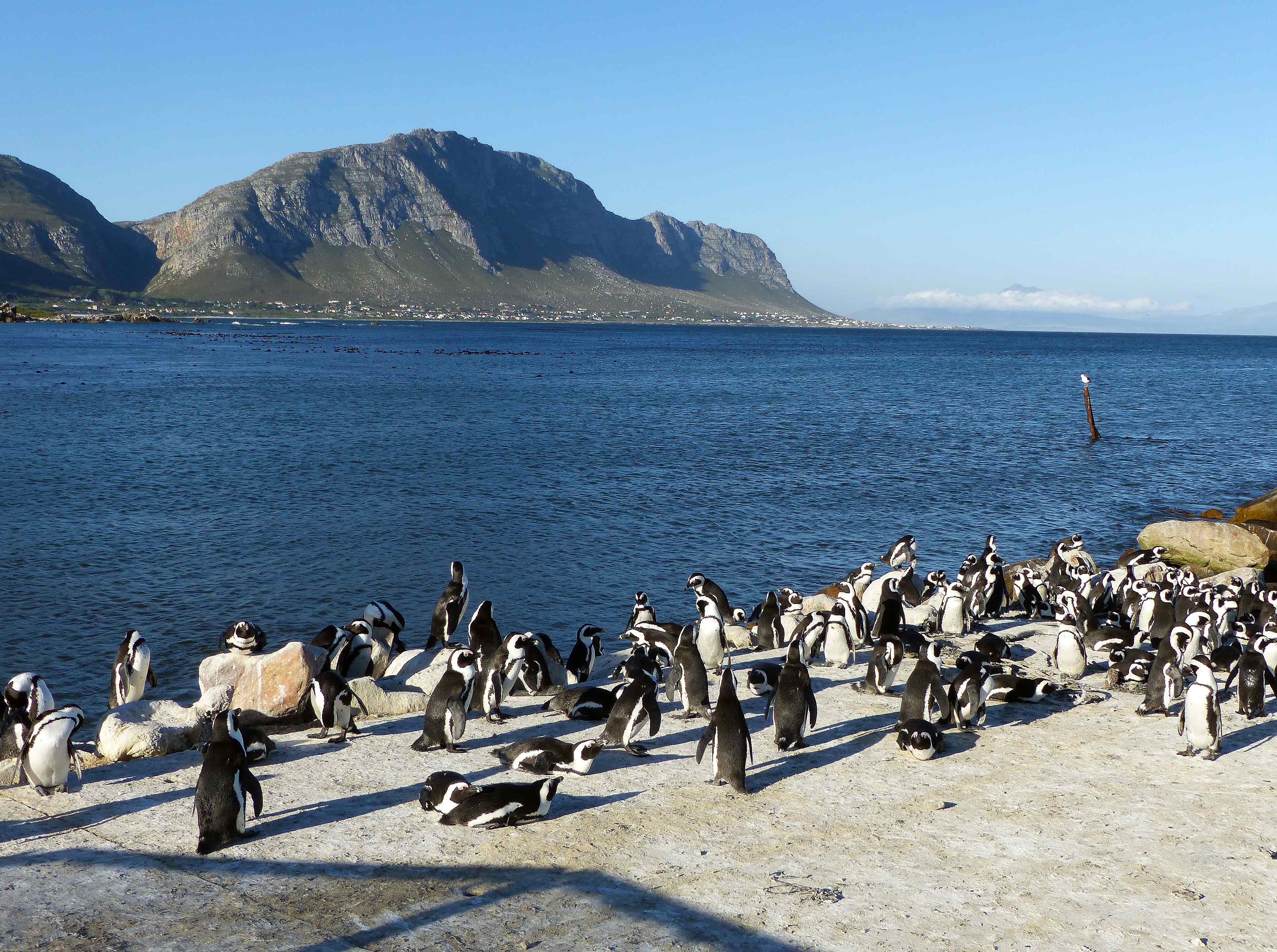 Bettys-Bay-Penguins