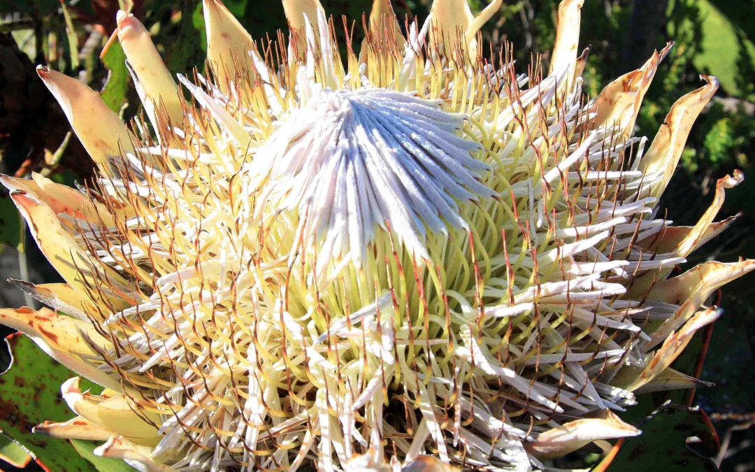 Proteas: An Introduction