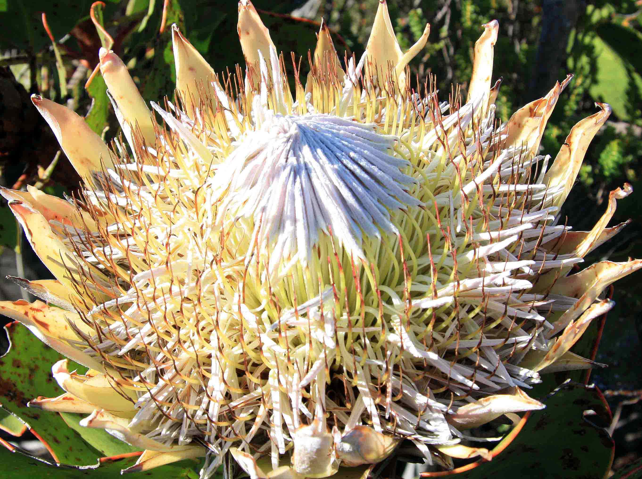 Protea-cynaroides_web